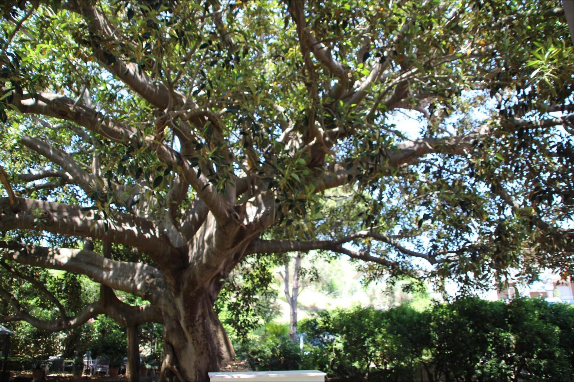 Affittacamere La Magnolia Bacoli Exterior foto